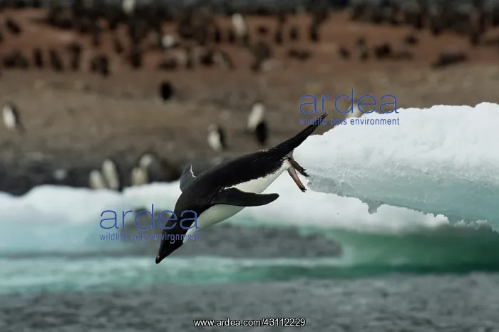: Adelie Penguin Diving : Adelie Penguin Diving