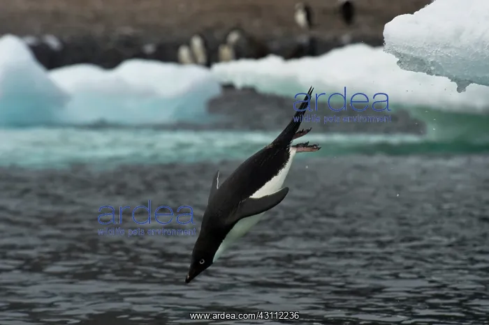 : Adelie Penguin Diving : Adelie Penguin Diving
