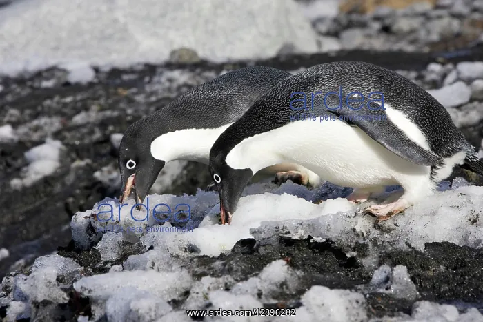 : Adelie Penguin - two eating snow : Adelie Penguin - two eating snow