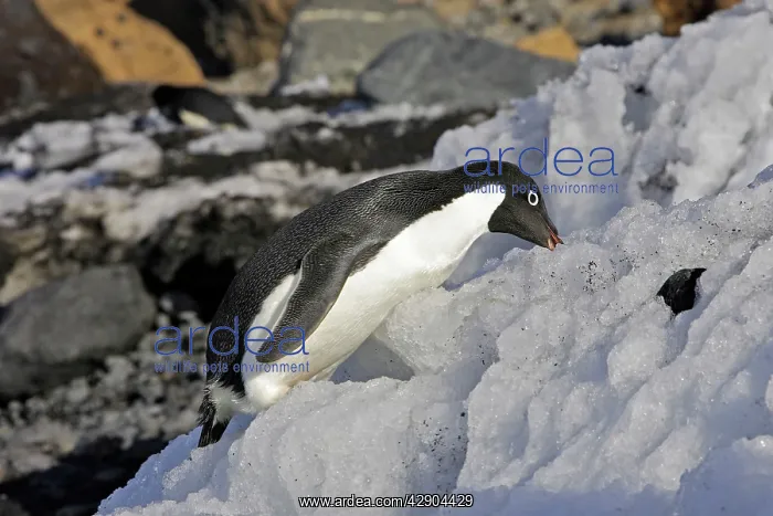: Adelie Penguin - eating snow : Adelie Penguin - eating snow