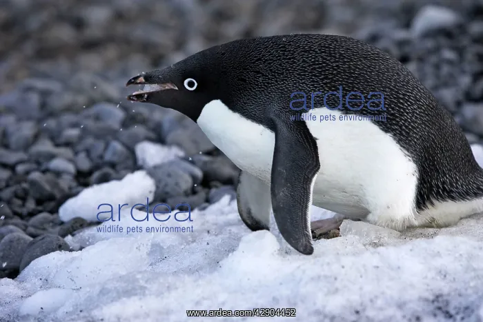 : Adelie Penguin - eating snow : Adelie Penguin - eating snow
