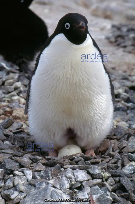: Adelie Penguin with Egg : Adelie Penguin with Egg