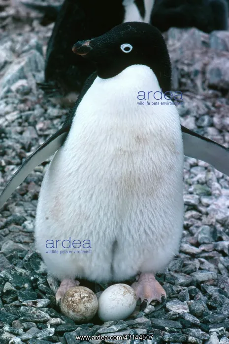 : Adelie Penguin with Egg : Adelie Penguin with Egg