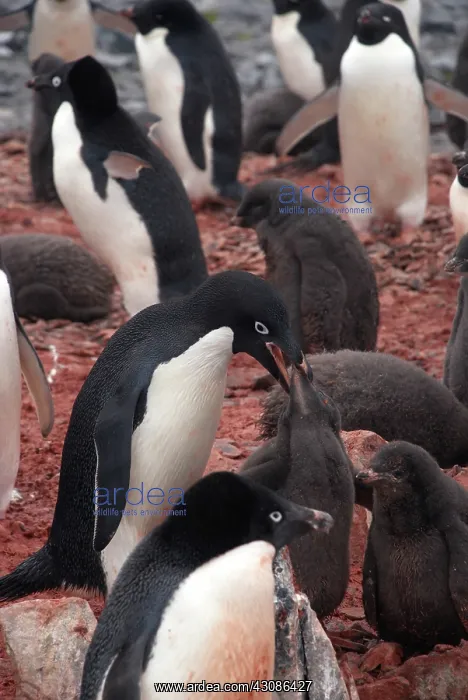 : Adelie Penguin Feeding Chick : Adelie Penguin Feeding Chick