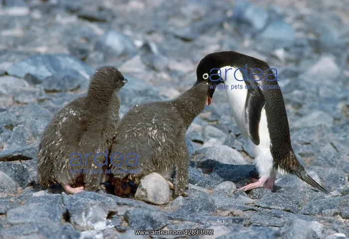: Adelie Penguin - feeding chicks : Adelie Penguin - feeding chicks