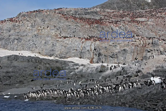 : Adelie Penguin - Gourdin Island - Antarctic Peninsula : Adelie Penguin - Gourdin Island - Antarctic Peninsula