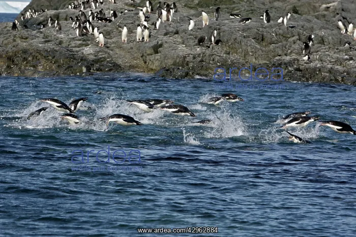 : Adelie Penguin - Gourdin Island - Antarctic Peninsula : Adelie Penguin - Gourdin Island - Antarctic Peninsula