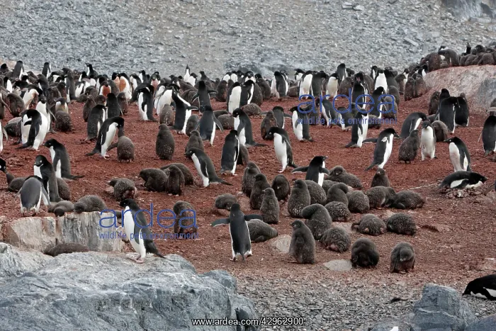 : Adelie Penguin - Gourdin Island - Antarctic Peninsula : Adelie Penguin - Gourdin Island - Antarctic Peninsula
