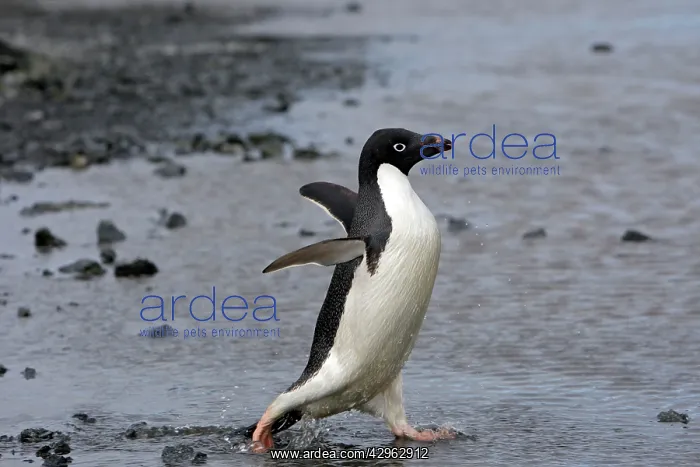 : Adelie Penguin - Gourdin Island - Antarctic Peninsula : Adelie Penguin - Gourdin Island - Antarctic Peninsula