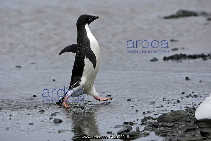 : Adelie Penguin - Gourdin Island - Antarctic Peninsula : Adelie Penguin - Gourdin Island - Antarctic Peninsula