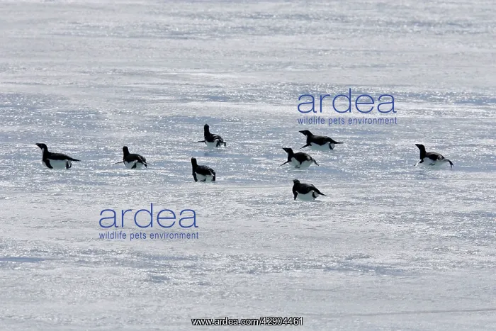 : Adelie Penguin - group sliding across ice : Adelie Penguin - group sliding across ice