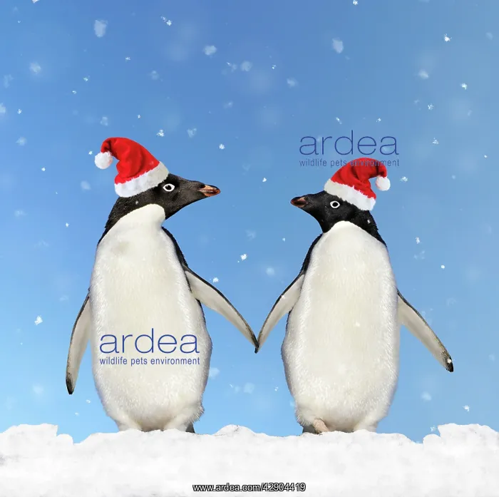 : Adelie Penguin - holding hands wearing Christmas hats : Adelie Penguin - holding hands wearing Christmas hats
