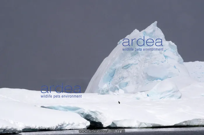  : Adelie Penguin on ice