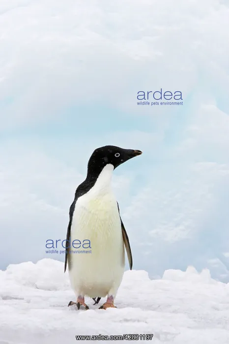  : Adelie Penguin - on iceberg whilst snowing