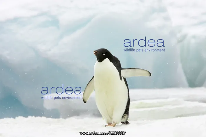 : Adelie Penguin - on iceberg whilst snowing : Adelie Penguin - on iceberg whilst snowing
