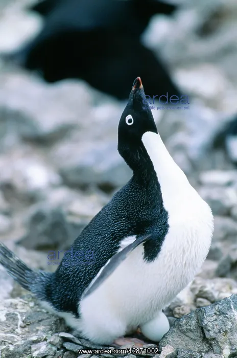 : Adelie Penguin - incubating egg : Adelie Penguin - incubating egg
