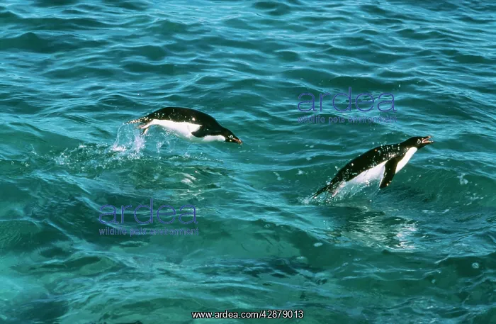 : ADELIE PENGUIN - two leaping through sea : ADELIE PENGUIN - two leaping through sea