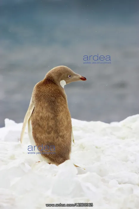 : Adelie Penguin - leucistic individual : Adelie Penguin - leucistic individual