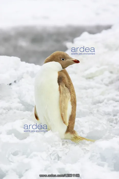 : Adelie Penguin - leucistic individual : Adelie Penguin - leucistic individual