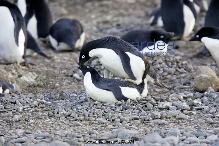 : Adelie Penguin - pair mating : Adelie Penguin - pair mating