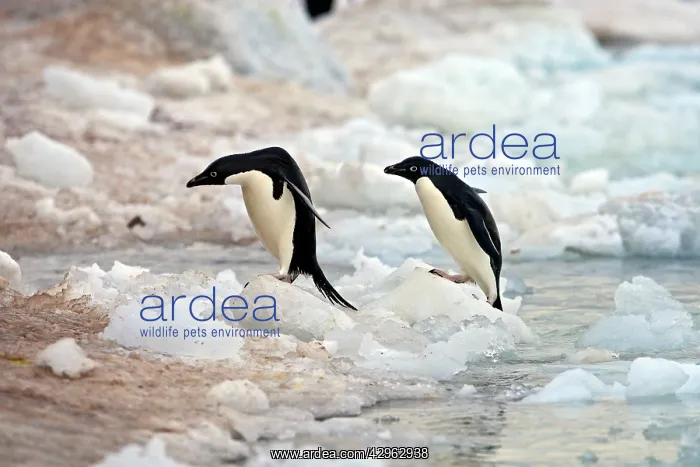 : Adelie Penguin - Paulet Island - Antarctic Peninsula : Adelie Penguin - Paulet Island - Antarctic Peninsula