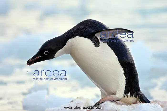  : Adelie Penguin - Paulet Island - Antarctic Peninsula