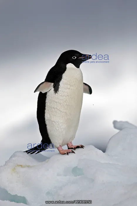 : Adelie Penguin - Paulet Island - Antarctic Peninsula : Adelie Penguin - Paulet Island - Antarctic Peninsula