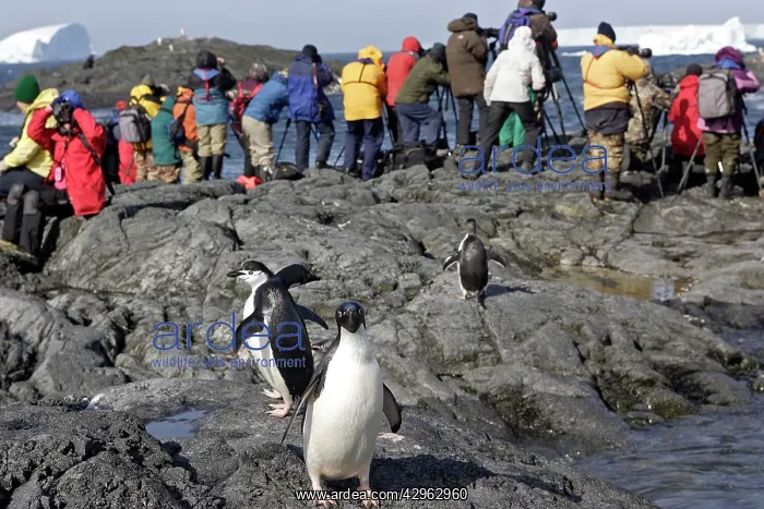 : Adelie Penguin - photographers - Antarctic Peninsula : Adelie Penguin - photographers - Antarctic Peninsula