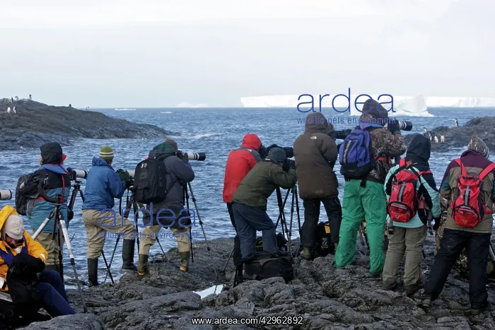 : Adelie Penguin - photographers - Gourdin Island : Adelie Penguin - photographers - Gourdin Island