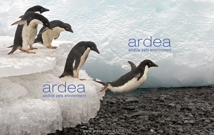 : Adelie Penguin (Pygoscelis adeliae), adults, leaping : Adelie Penguin (Pygoscelis adeliae), adults, leaping