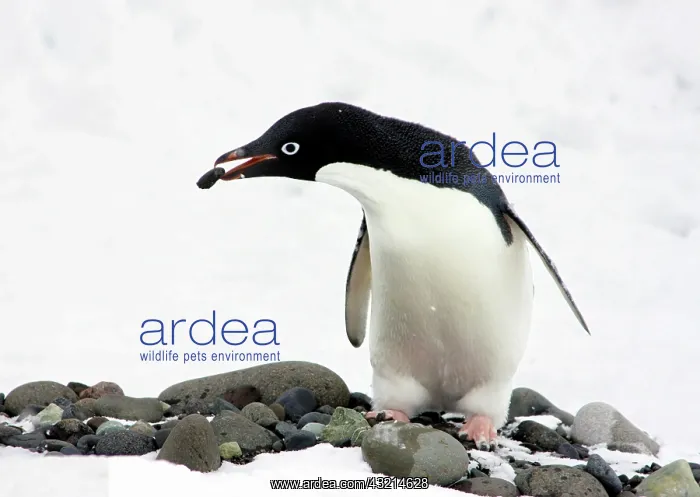 : An Adelie Penguin (Pygoscelis Adeliae) at : An Adelie Penguin (Pygoscelis Adeliae) at