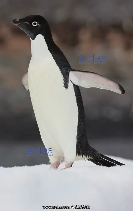  : Adelie Penguin (Pygoscelis adeliae), Antarctica