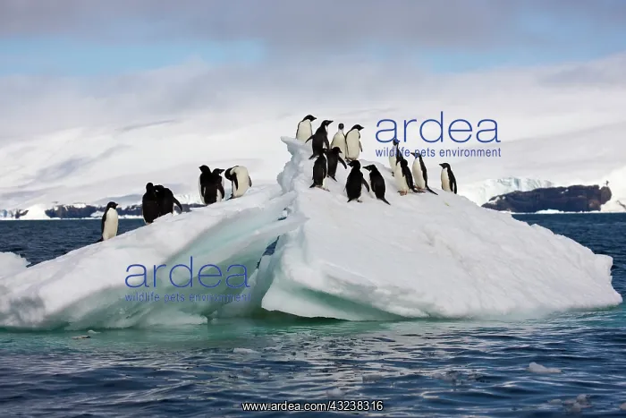 : Adelie Penguin (Pygoscelis adeliae), Antarctica : Adelie Penguin (Pygoscelis adeliae), Antarctica