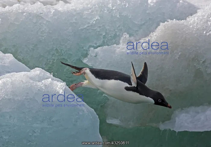 : Adelie Penguin (Pygoscelis adeliae), Antarctica : Adelie Penguin (Pygoscelis adeliae), Antarctica