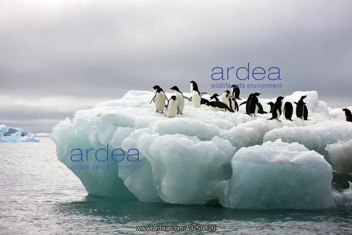 : Adelie Penguin (Pygoscelis adeliae), Antarctica : Adelie Penguin (Pygoscelis adeliae), Antarctica