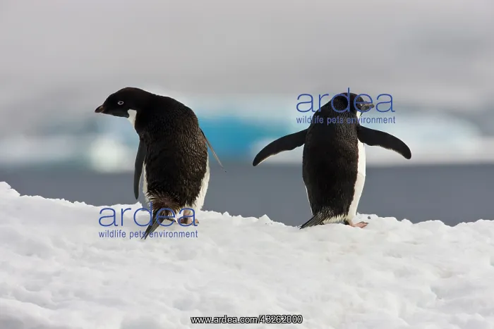 : Adelie Penguin (Pygoscelis adeliae), Antarctica : Adelie Penguin (Pygoscelis adeliae), Antarctica