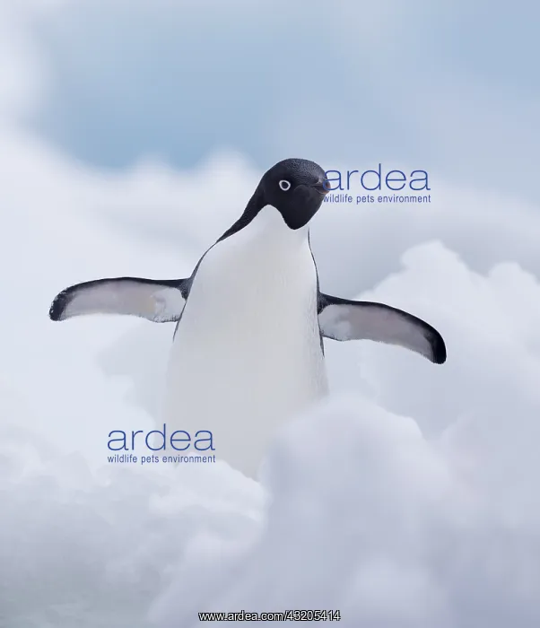 : Adelie Penguin (Pygoscelis adeliae) standing wi : Adelie Penguin (Pygoscelis adeliae) standing wi