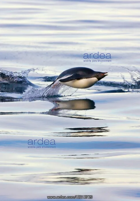 : Adelie Penguin (Pygoscelis adeliae) swimming : Adelie Penguin (Pygoscelis adeliae) swimming