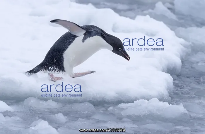 : Adelie Penguin (Pygoscelis adeliae) walking tow : Adelie Penguin (Pygoscelis adeliae) walking tow