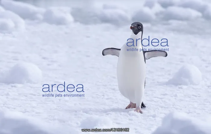 : Adelie Penguin (Pygoscelis adeliae) walking wit : Adelie Penguin (Pygoscelis adeliae) walking wit