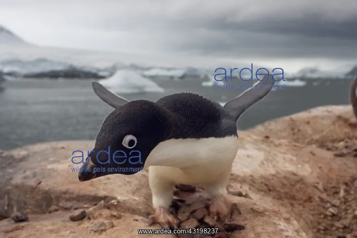  : adelie penguin, Pygoscelis Adeliae, along the western