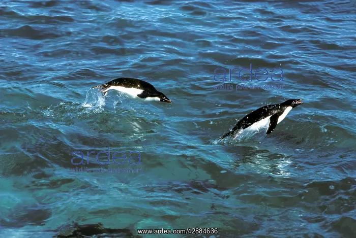  : Adelie Penguin - In sea porpoising