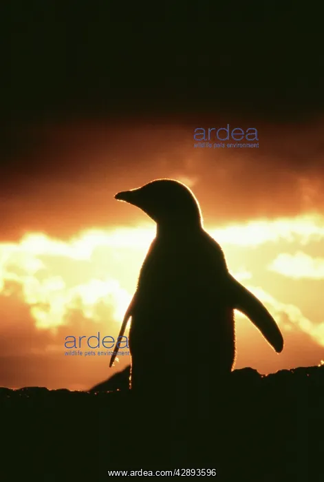 : Adelie PENGUIN - silhouette : Adelie PENGUIN - silhouette