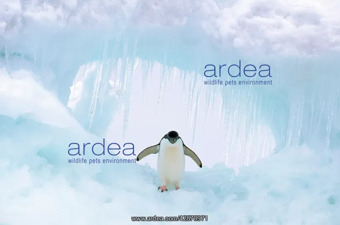 : ADELIE PENGUIN - standing on ice, wings spread : ADELIE PENGUIN - standing on ice, wings spread