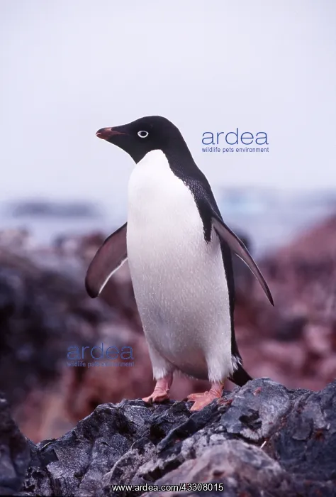 : ADELIE PENGUIN - one standing on rock : ADELIE PENGUIN - one standing on rock