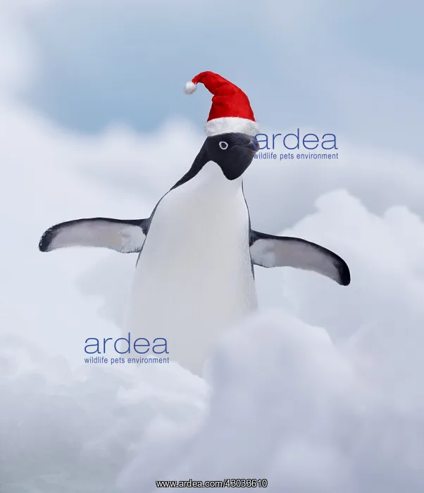 : Adelie Penguin, standing with its wings wide wearing : Adelie Penguin, standing with its wings wide wearing