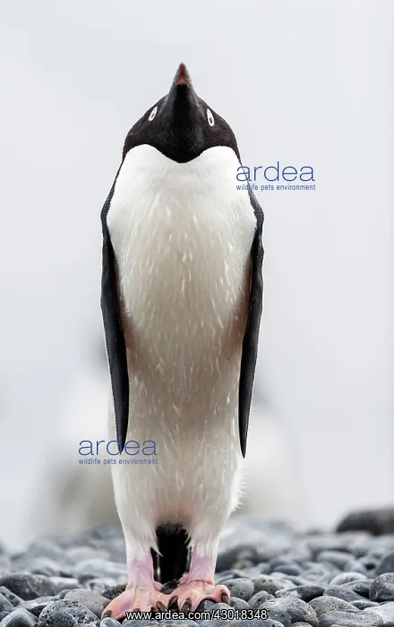 : Adelie penguin stretching : Adelie penguin stretching