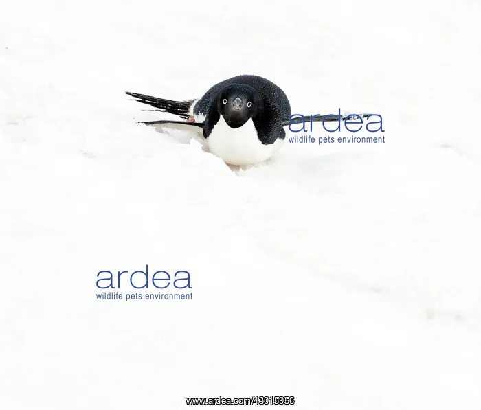 : Adelie Penguin tobogganing : Adelie Penguin tobogganing