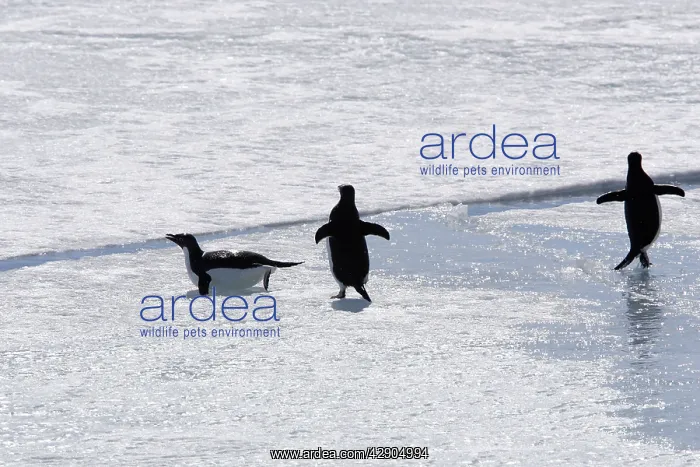 : Adelie Penguin - three walking across ice : Adelie Penguin - three walking across ice