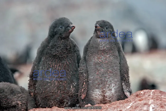 : Adelie Penguin - young - Gourdin Island - Antarctic : Adelie Penguin - young - Gourdin Island - Antarctic